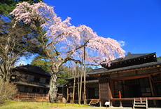 日光田母沢御用邸記念公園のしだれ桜
