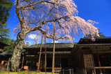 日光田母沢御用邸記念公園のしだれ桜