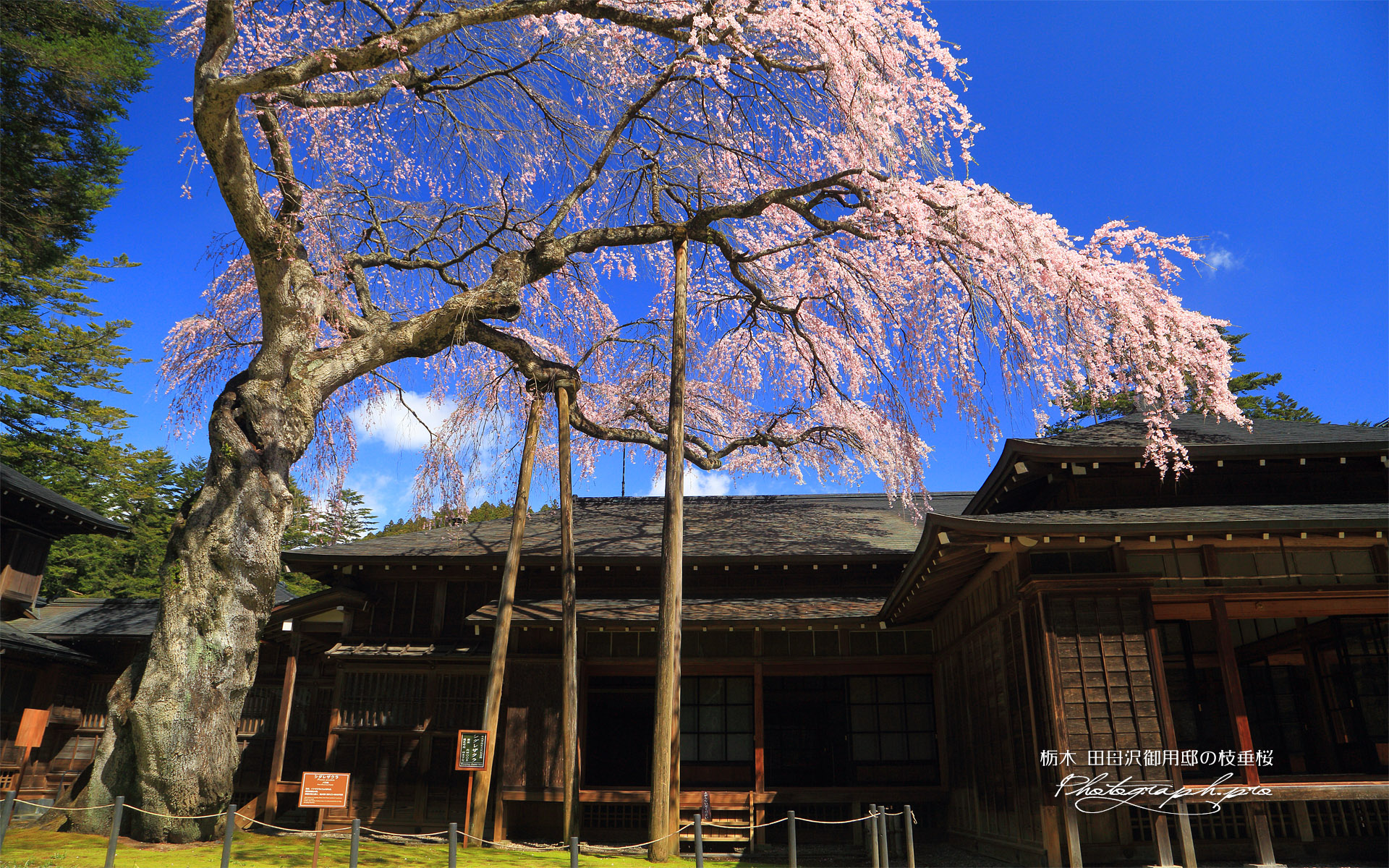 日光田母沢御用邸記念公園のしだれ桜