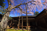 日光田母沢御用邸記念公園のしだれ桜