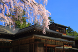 日光田母沢御用邸記念公園のしだれ桜