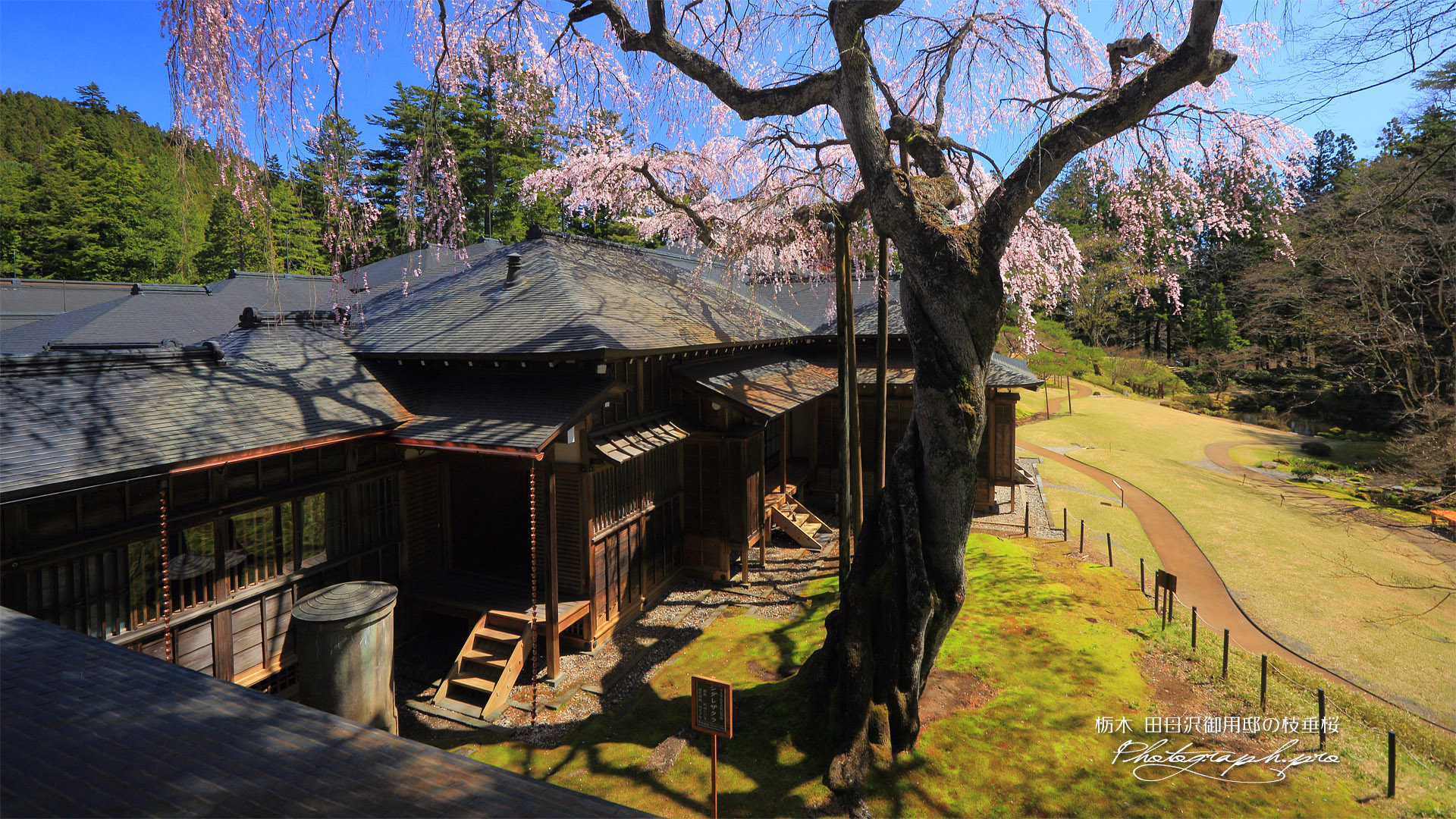 日光田母沢御用邸記念公園のしだれ桜