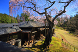 日光田母沢御用邸記念公園のしだれ桜