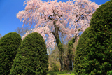 竜門寺跡のしだれ桜