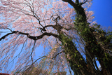 竜門寺跡のしだれ桜
