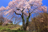 竜門寺跡のサクラ