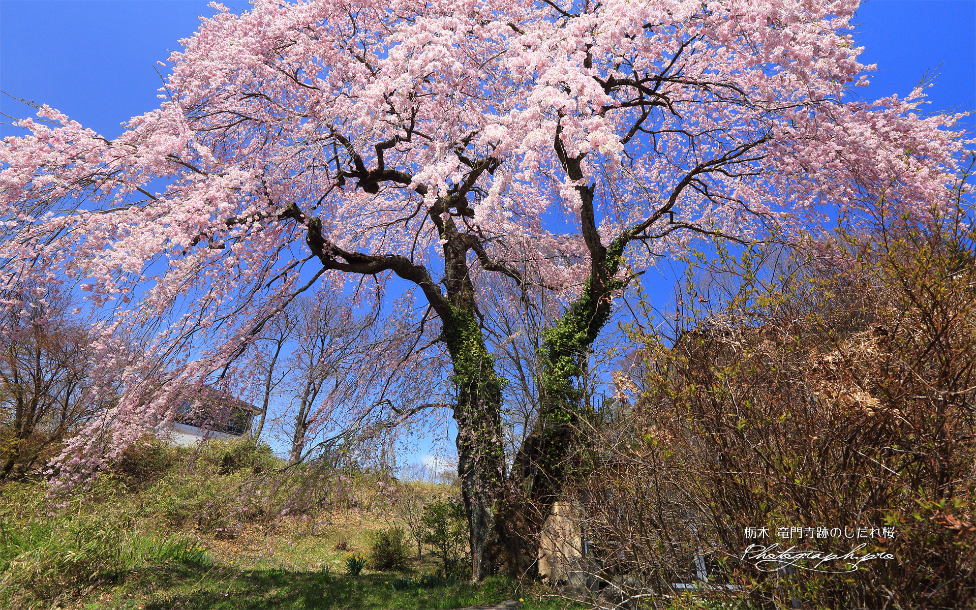 竜門寺跡のしだれ桜