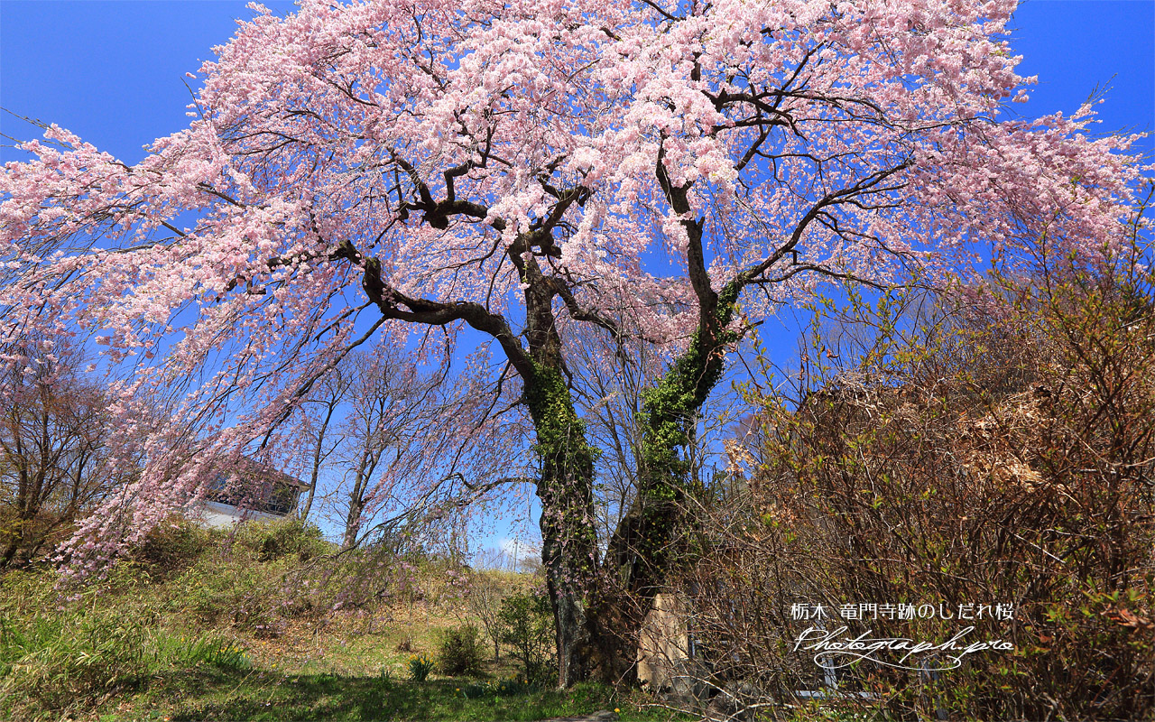 竜門寺跡のしだれ桜 壁紙