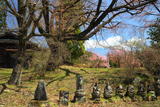 竜門寺跡のヤマザクラ
