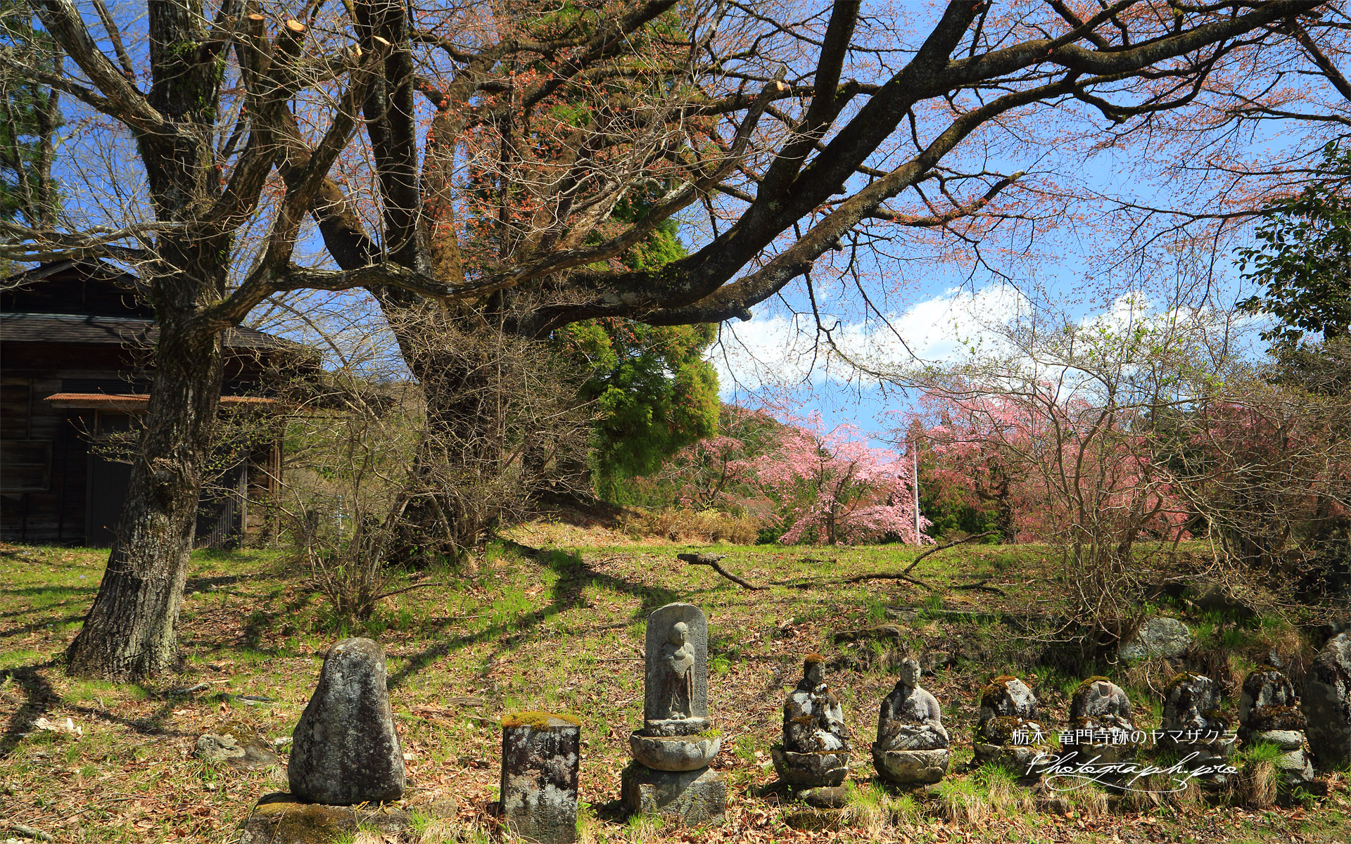 竜門寺跡のヤマザクラ