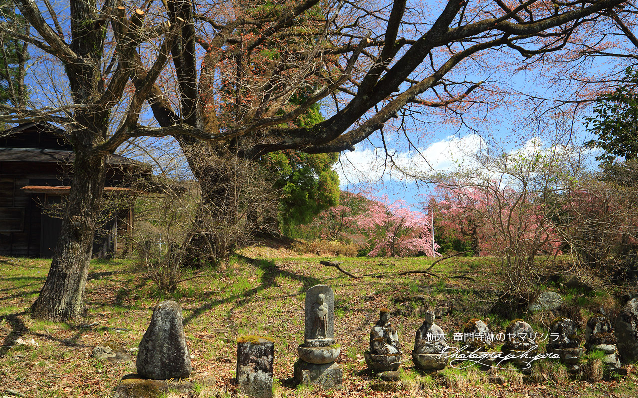 竜門寺跡のヤマザクラ 壁紙
