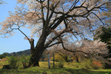 自由ヶ丘の開運桜