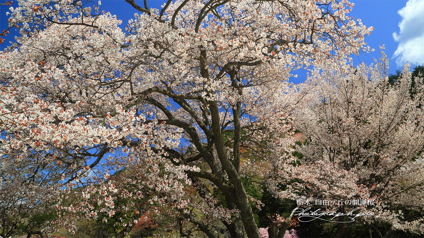 自由ヶ丘の開運桜 壁紙