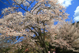 自由ヶ丘の開運桜