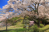 自由ヶ丘の開運桜