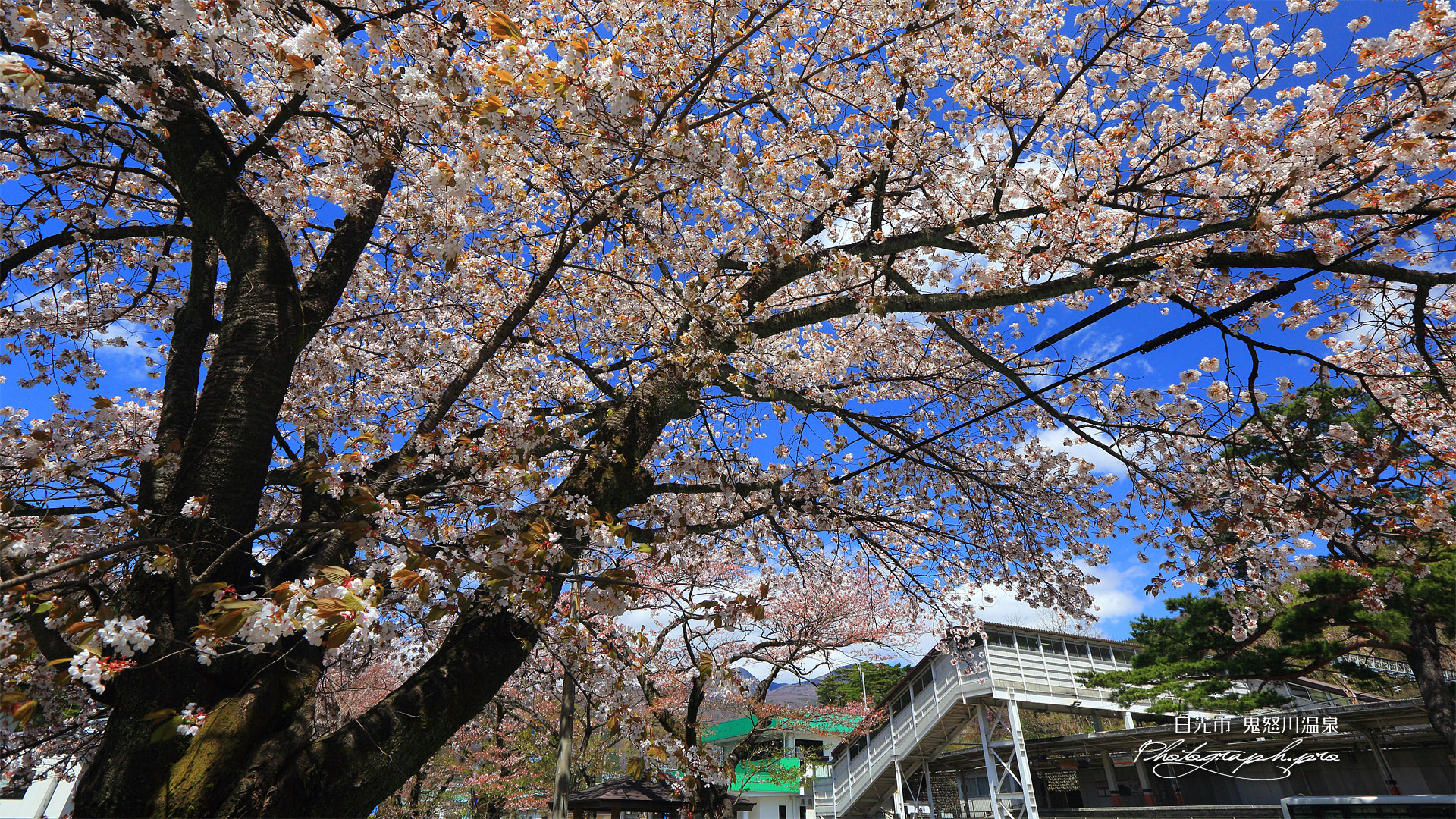 鬼怒川公園駅前の山桜