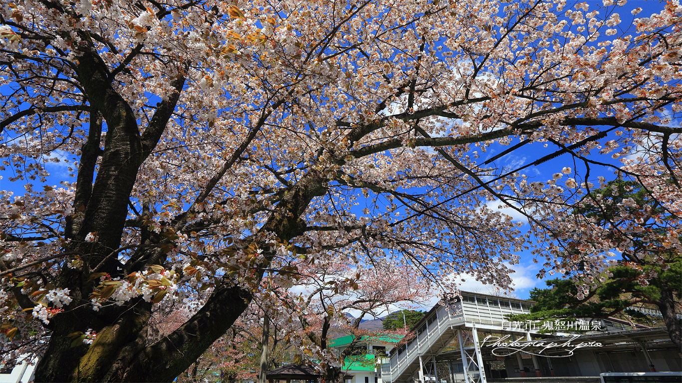 鬼怒川公園駅前の山桜 壁紙