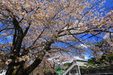 鬼怒川温泉の桜
