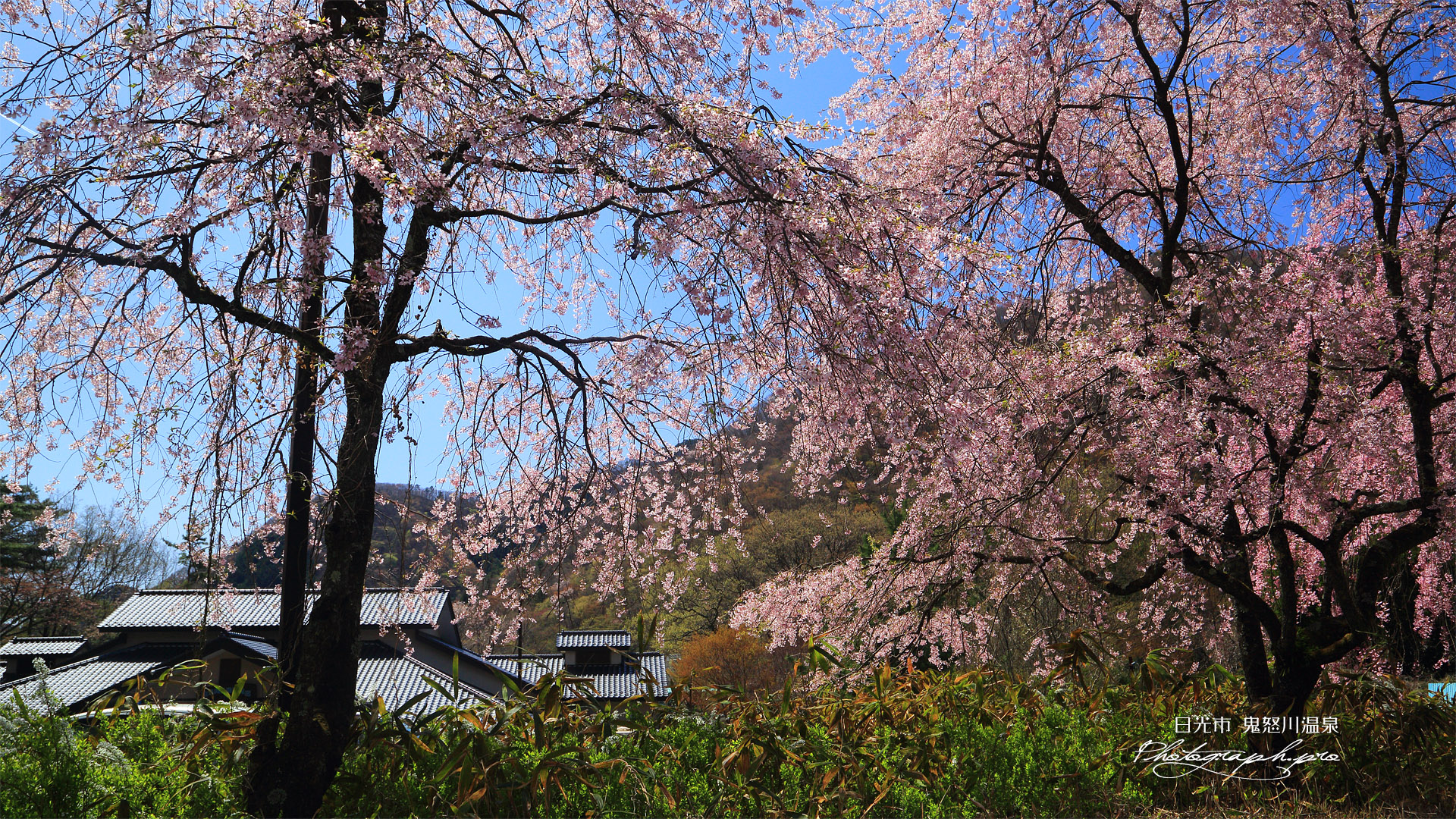 鬼怒川公園岩風呂の桜