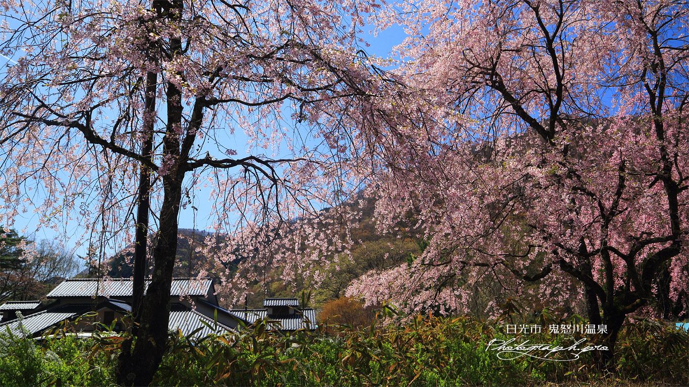 鬼怒川公園岩風呂の桜 壁紙
