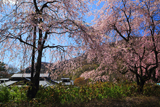 鬼怒川公園岩風呂の桜