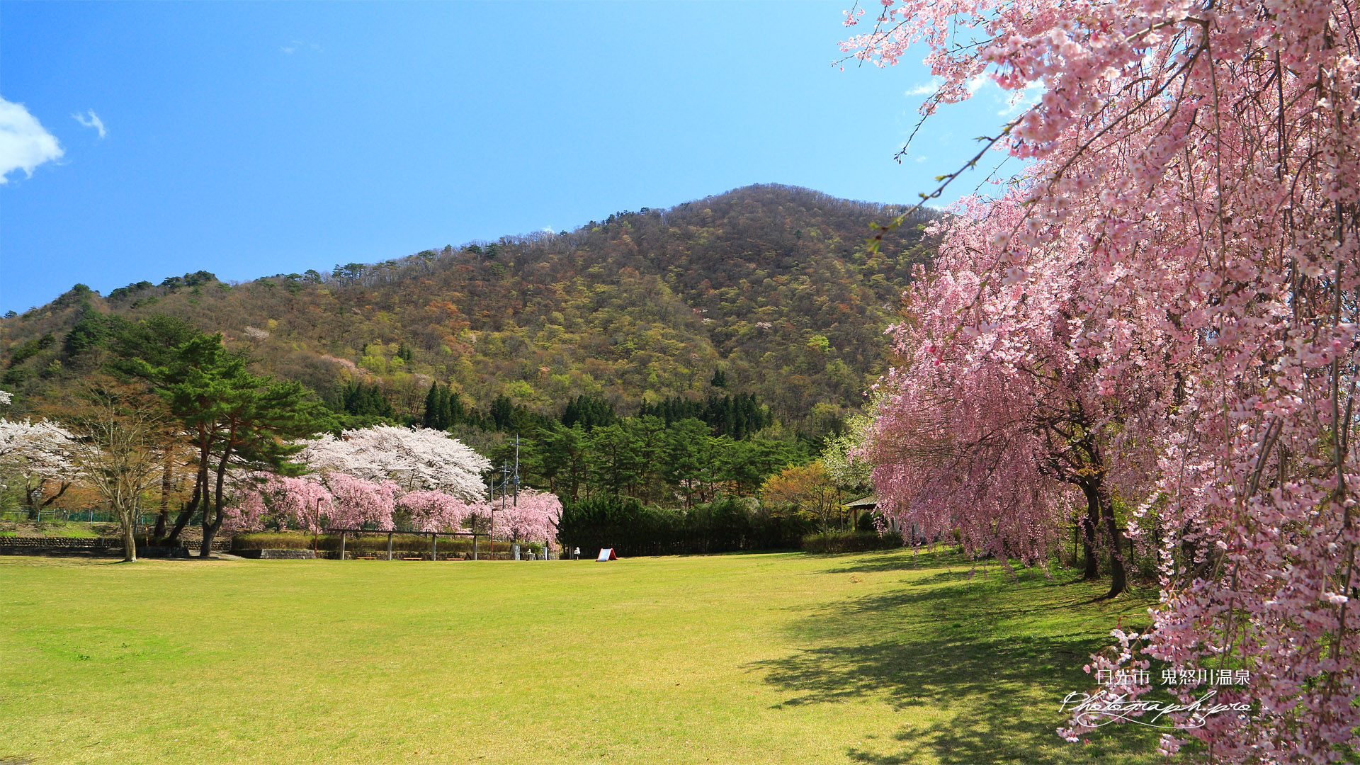 鬼怒川公園のしだれ桜