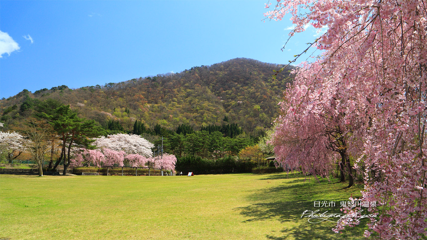 鬼怒川公園のしだれ桜 壁紙