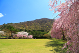 鬼怒川公園のしだれ桜