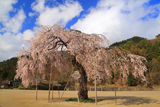 大戸中学校の勝多桜