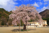 大戸中学校の勝多桜