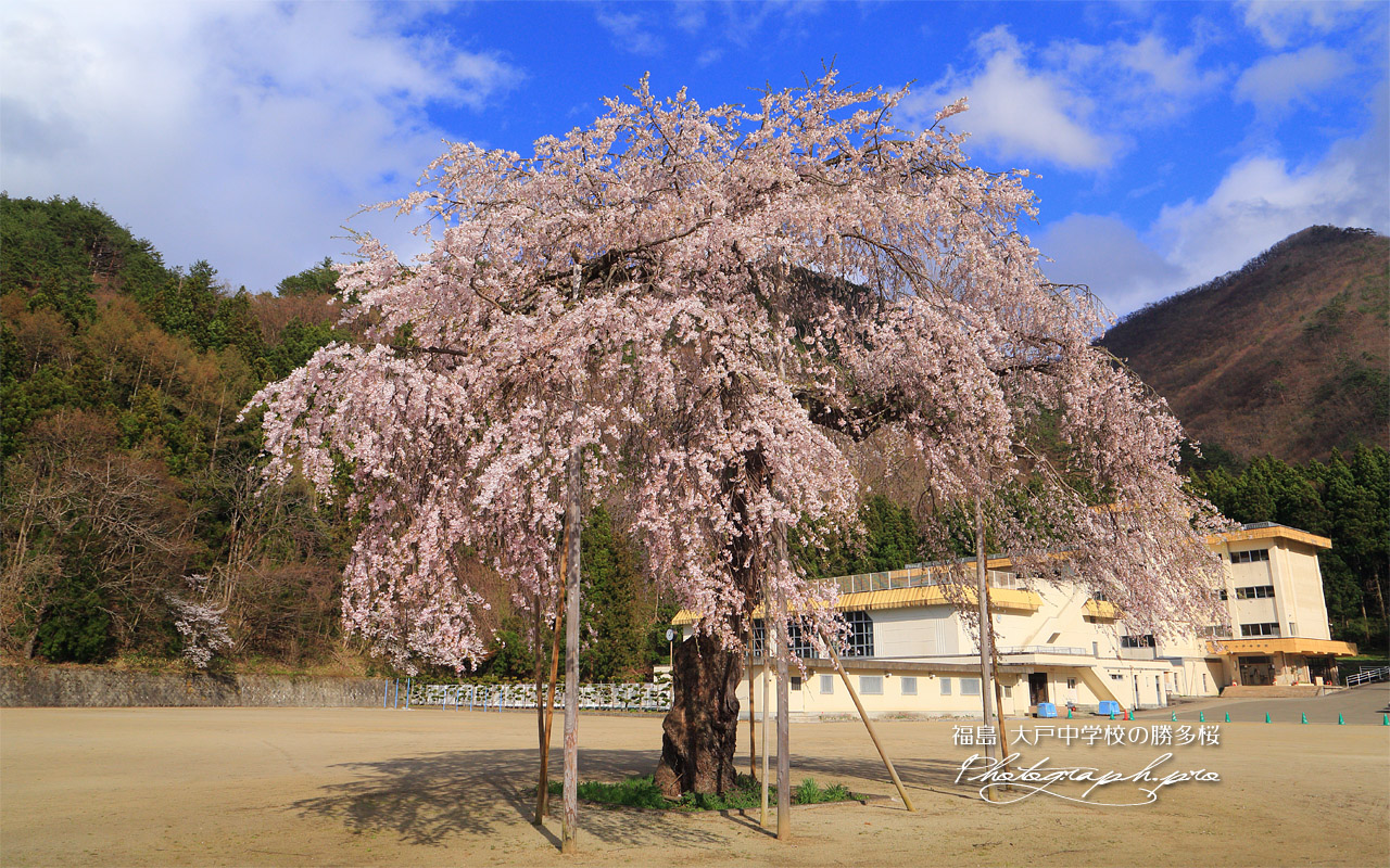 大戸中学校の勝多桜 壁紙