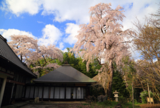 小谷･初瀬川家のシダレ桜