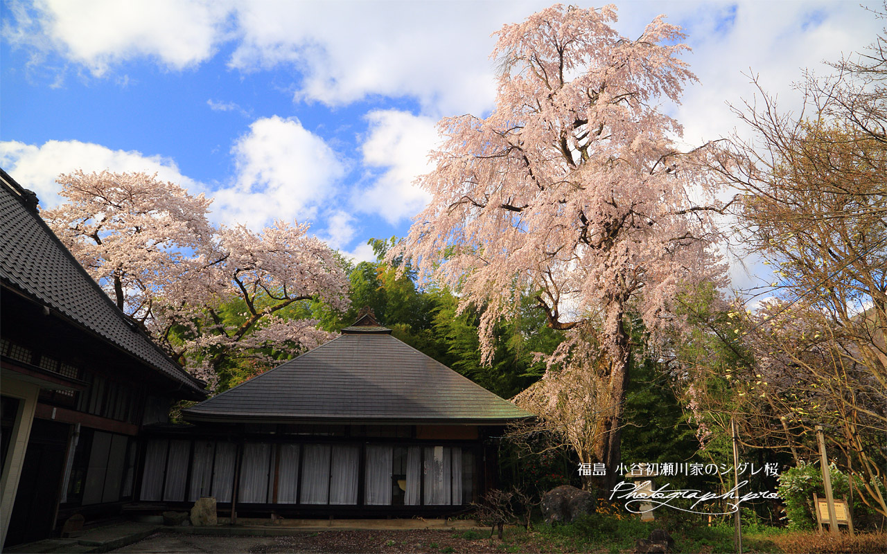 小谷初瀬川家のシダレ桜 壁紙