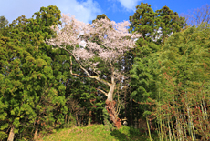 石村の種蒔桜