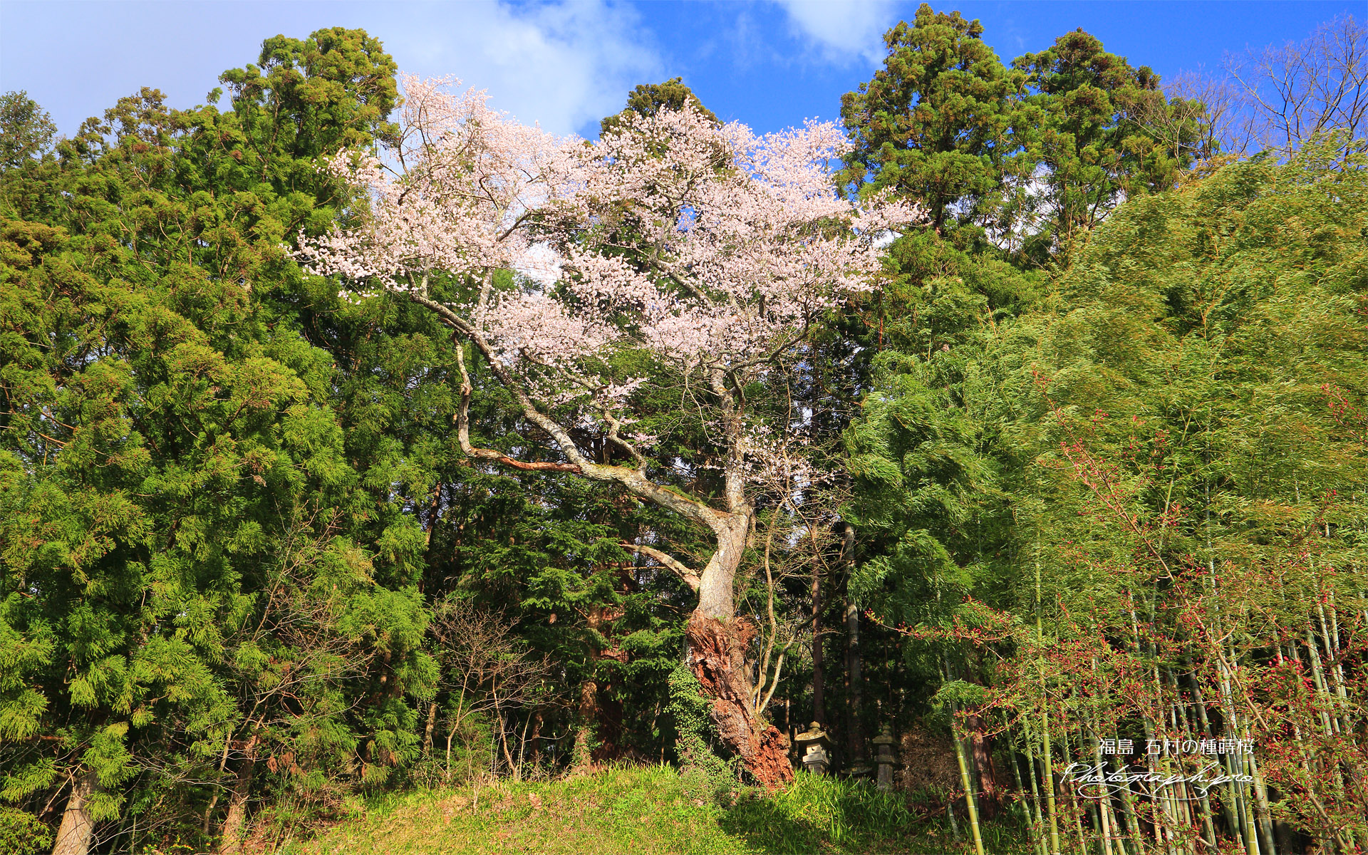 石村の種蒔桜