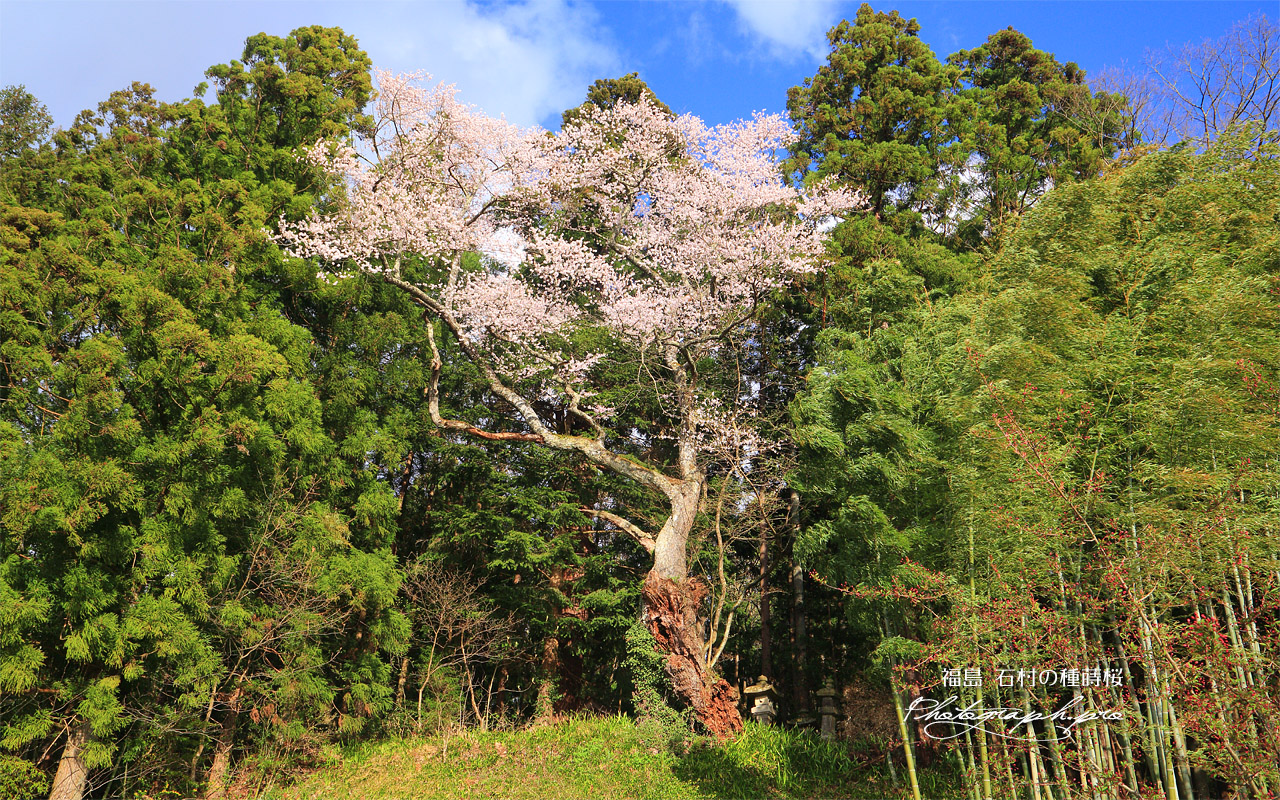 石村の種蒔桜 壁紙