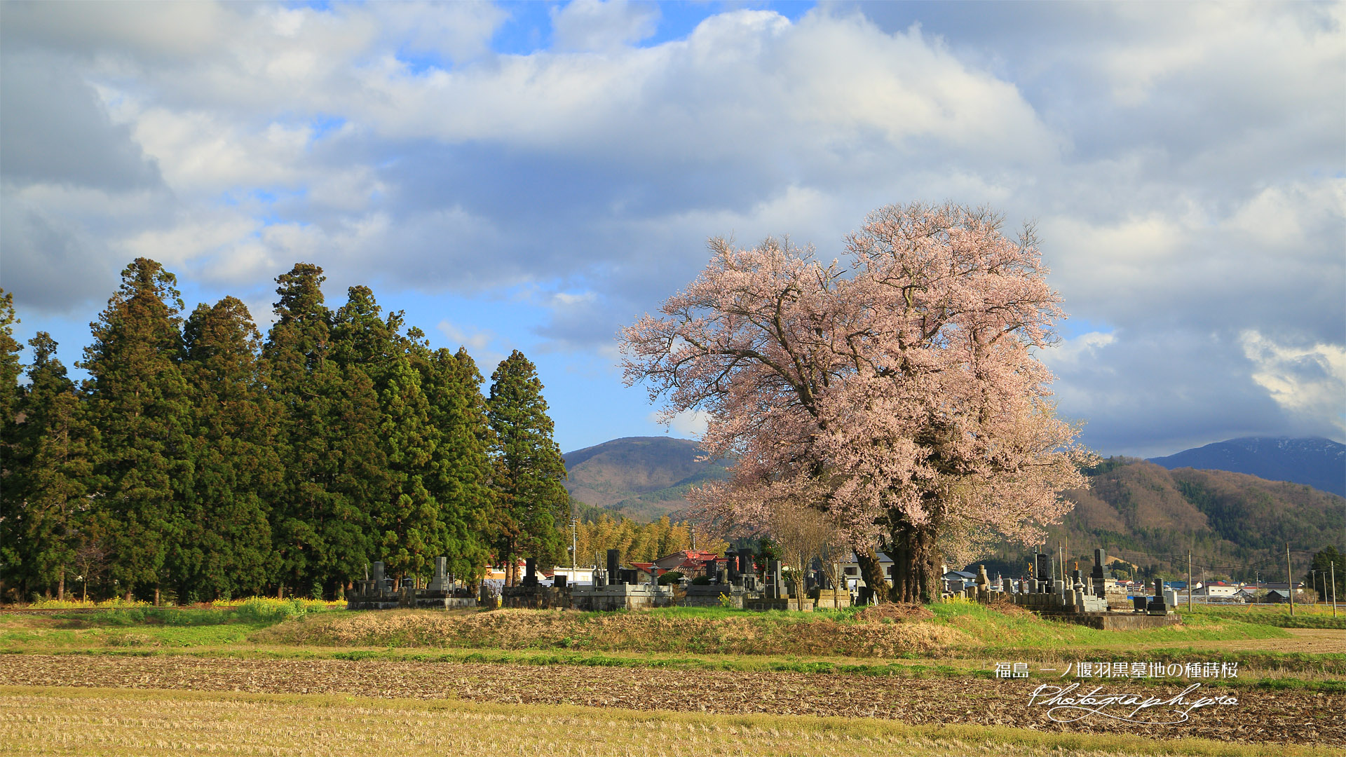 一ノ堰羽黒墓地の種蒔桜