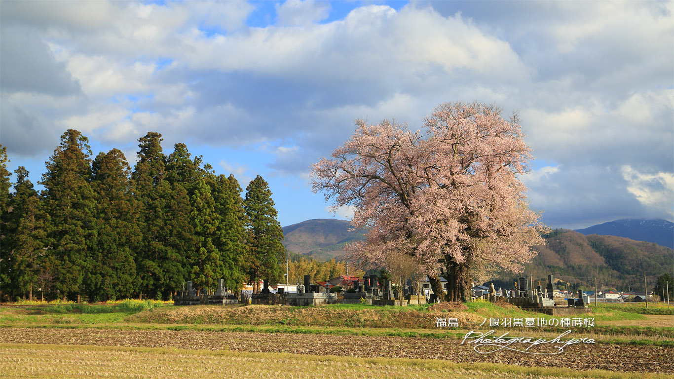 一ノ堰羽黒墓地の種蒔桜 壁紙