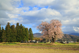 一ノ堰羽黒墓地の種蒔桜