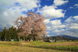 一ノ堰羽黒墓地の種蒔桜