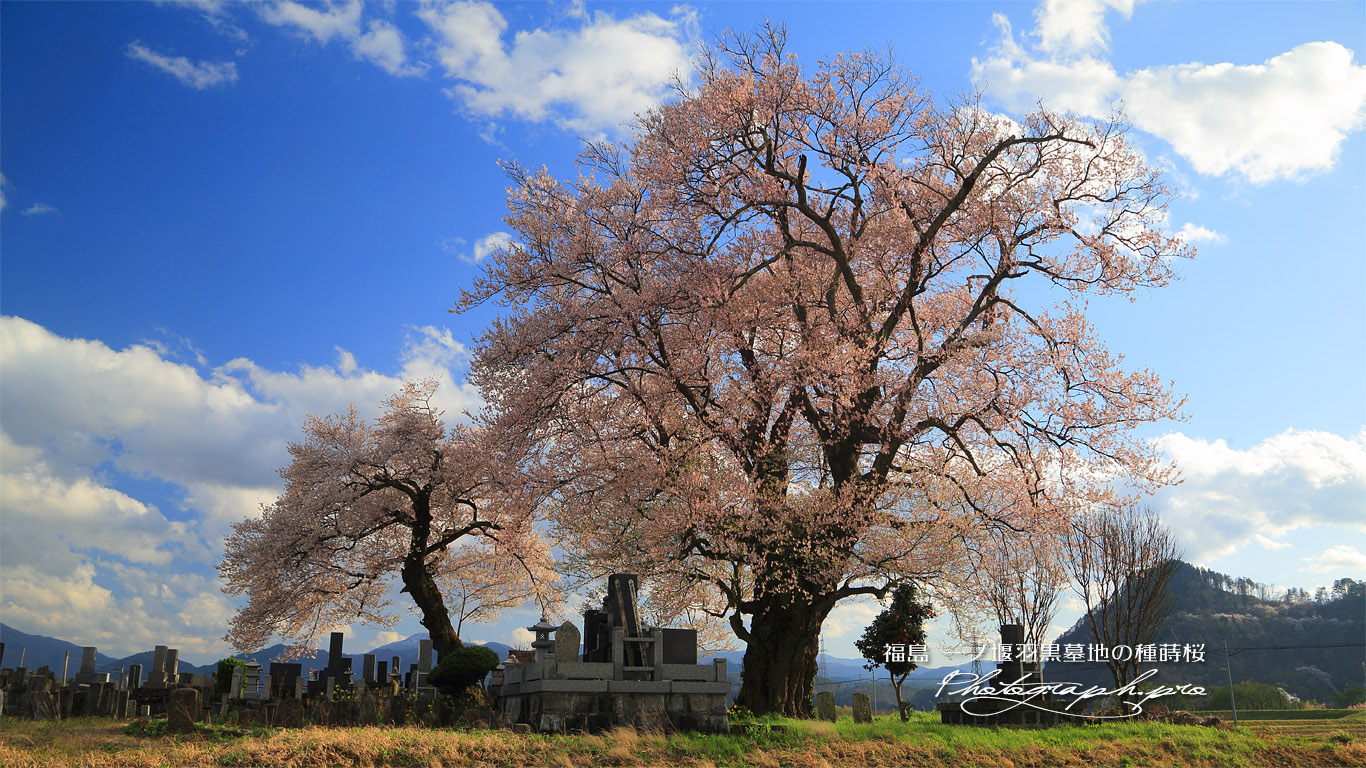 一ノ堰羽黒墓地の種蒔桜 壁紙