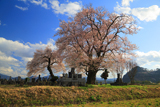 一ノ堰羽黒墓地の種蒔桜