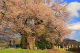 一ノ堰羽黒墓地の種蒔桜