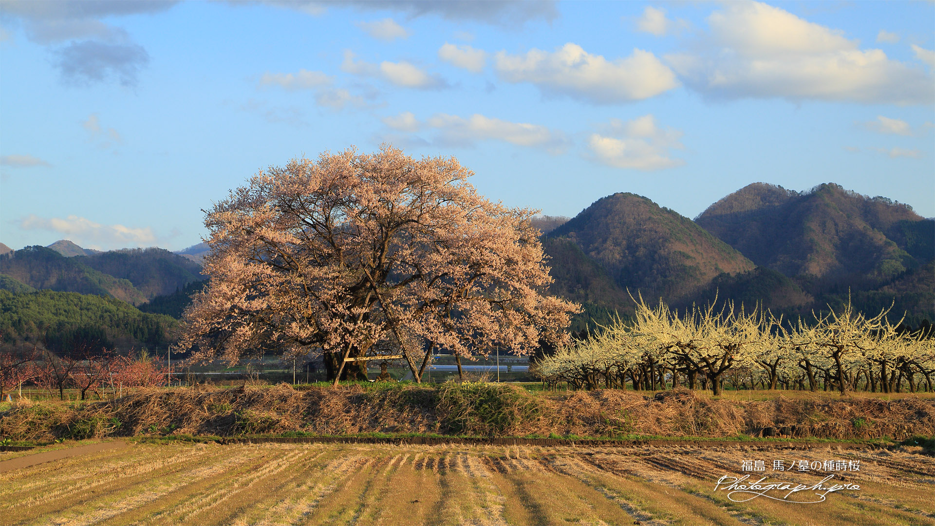 馬ノ墓の種蒔桜