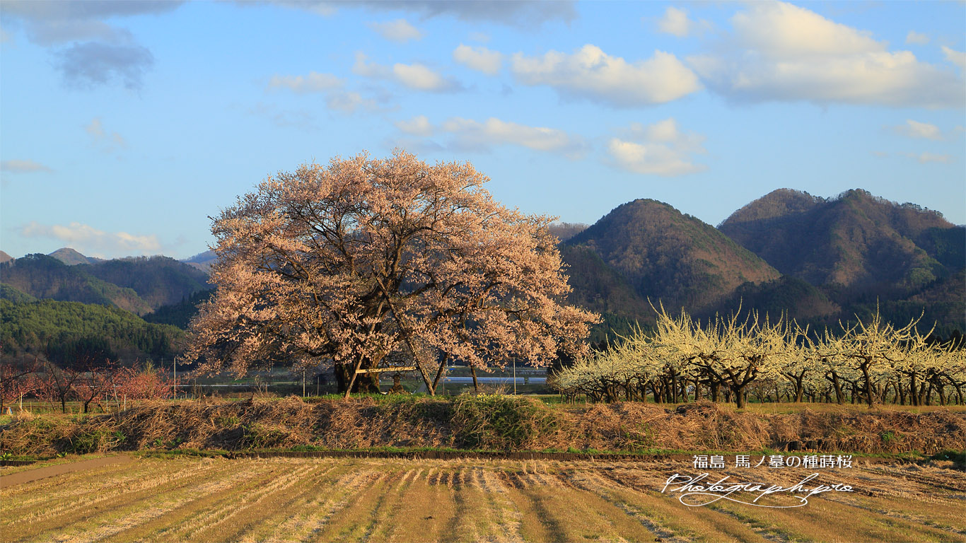 馬ノ墓の種蒔桜 壁紙