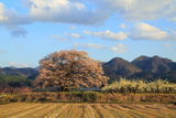 馬ノ墓の種蒔桜