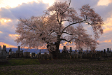 東麻生の種蒔桜