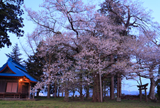 鷺林の種蒔桜