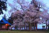 鷺林の種蒔桜