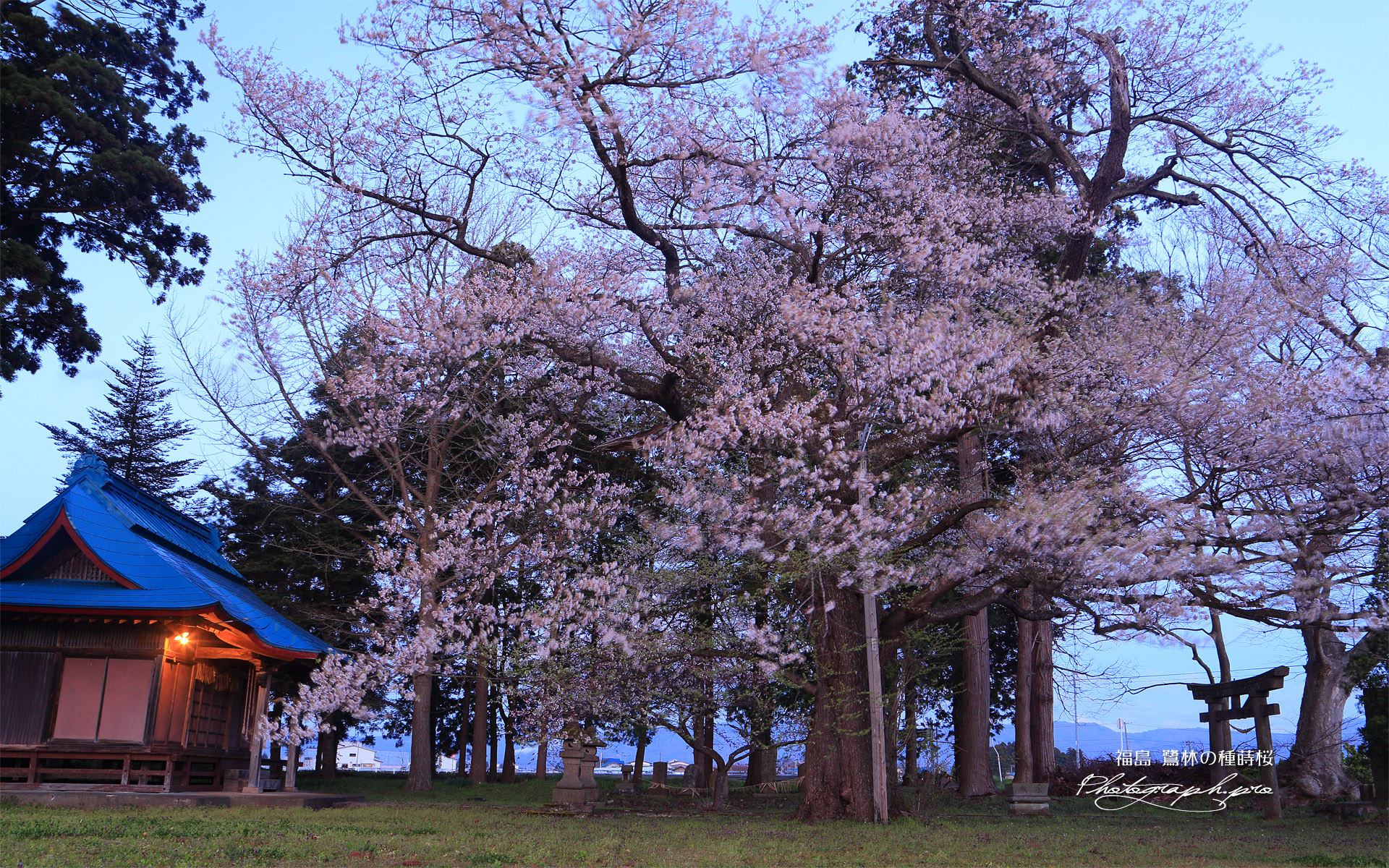 鷺林の種蒔桜
